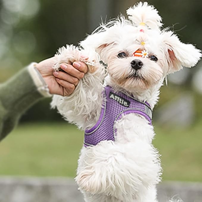AIITLE Dog Harness, No-Pull Cat Harness - Image 7