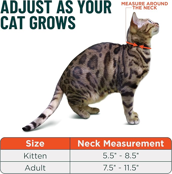 OutdoorBengal Blue Breakaway Kitten Collar - Image 5