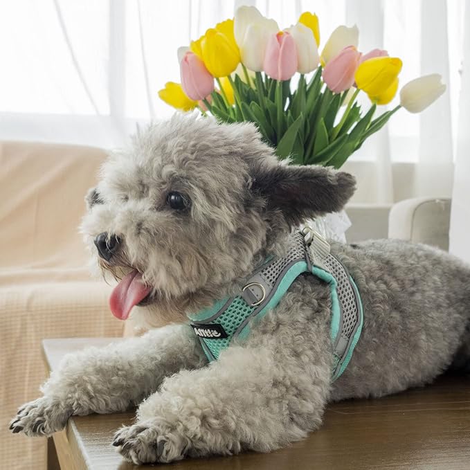 AIITLE Dog Harness, No-Pull Cat Harness - Image 6